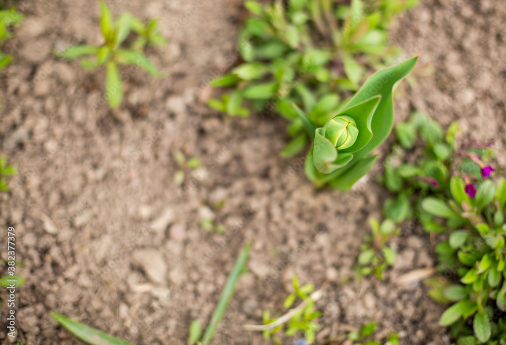 Fototapeta premium flowers in the flowerbed 