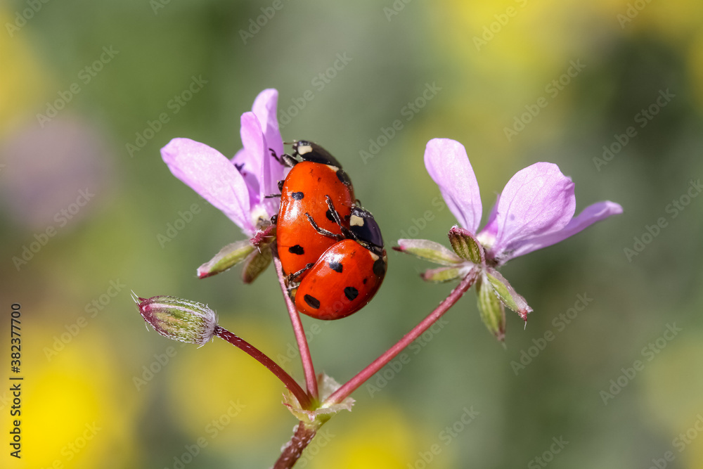 Ladybug and flower on a green background Ladybug and flower on a green background