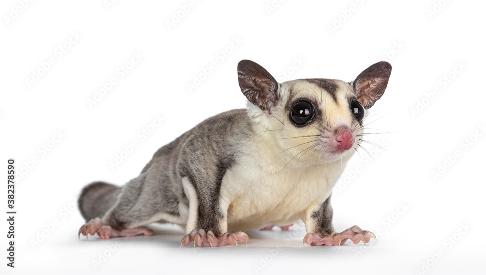 Close up of adorable Sugar Glider aka Petaurus breviceps, standing facing front, looking straight to camera showing both eyes. Isolated on white background.