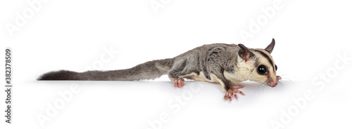 Adorable Sugar Glider aka Petaurus breviceps standing side ways on edge, head down looking straight ahead. Isolated on white backgound.