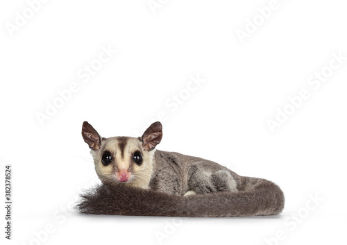 Adorable Sugar Glider aka Petaurus breviceps standing side ways on edge, looking straight to camera showing both eyes. Isolated on white backgound. Tail curled around body. photo