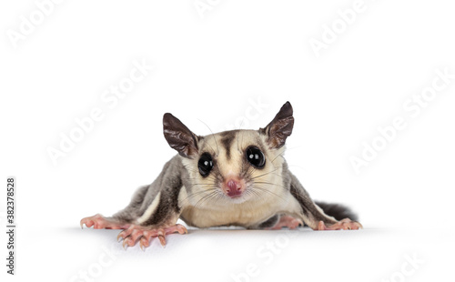 Adorable Sugar Glider aka Petaurus breviceps standing  on edge facing front, looking straight to camera showing both eyes. Isolated on white backgound. photo