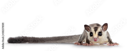 Adorable Sugar Glider aka Petaurus breviceps, standing facing front, looking straight to camera showing both eyes. Isolated on white background. photo