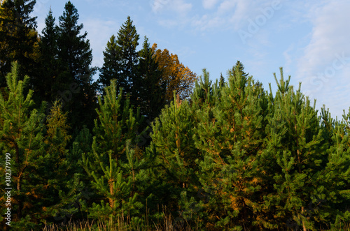 edge of the forest in september, nature