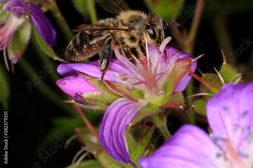 Biene, Honigbiene, Apis mellifera, Waldweidenroeschen, Deutschland, Europa --- Bee, honey bee, Apis mellifera, forest fireweed, Thueringia Germany, Europe