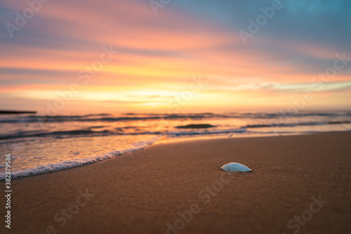 Sea shell at a beach at a beautiful sunrise