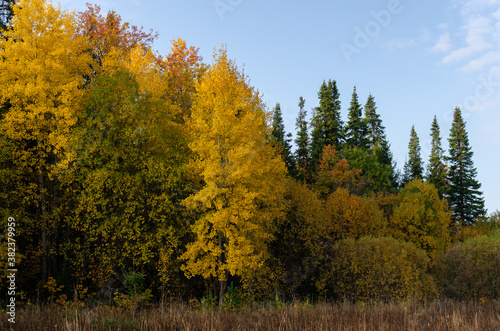 yellowed foliage of trees in September