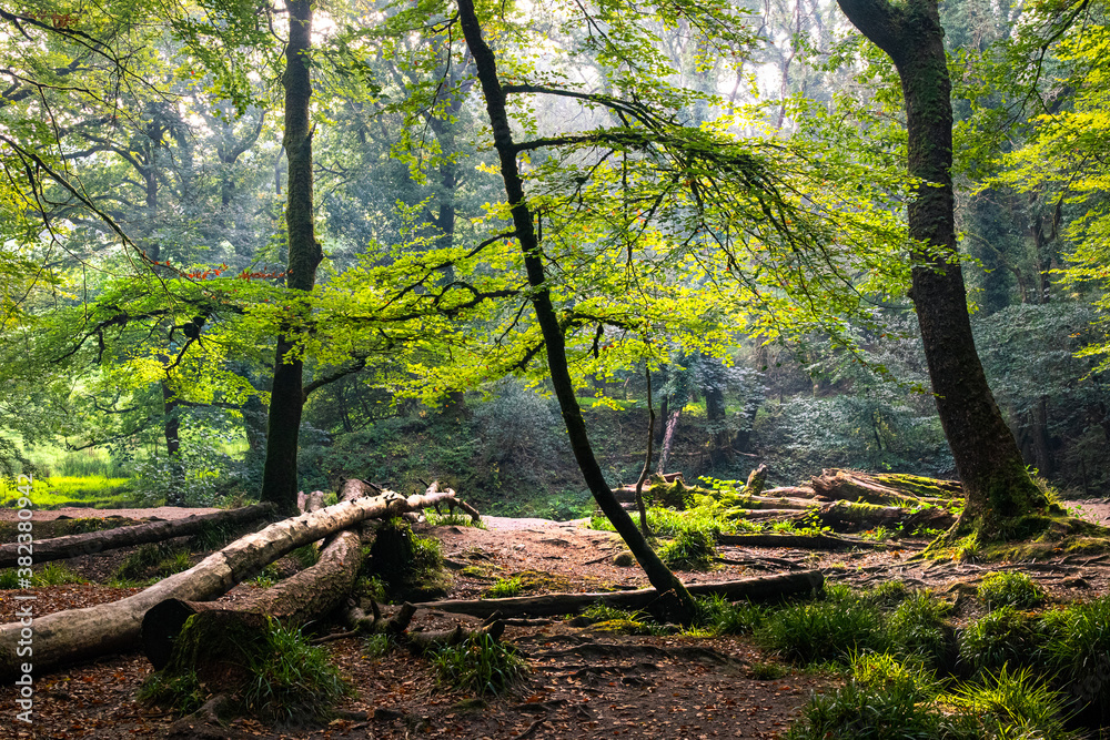 Woods at Golitha Falls Bodmin Moor Woods at Golitha Falls Bodmin Moor