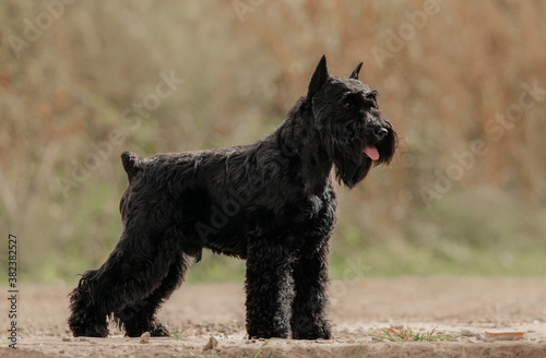 miniature schnauzer black stay dog show castle background