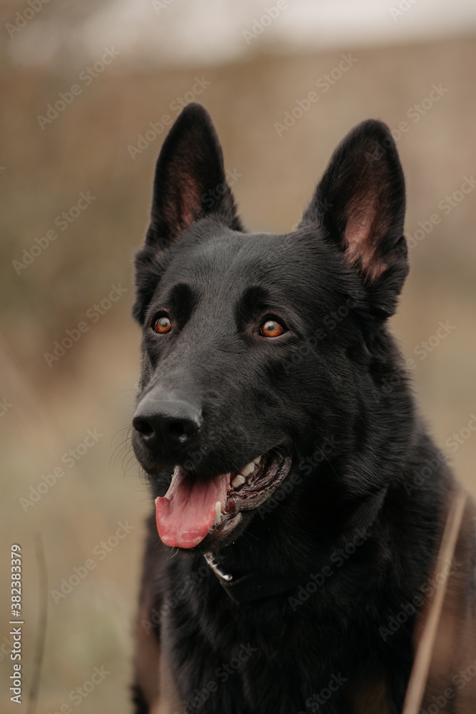 East European Shepherd German shepherd black dog portrait on the bokeh background 