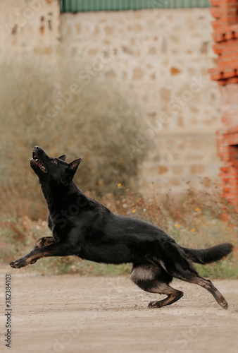 East European German Shepherd black dog run active on the background of the castle