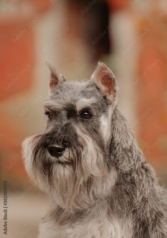 miniature schnauzer salt and pepper dog portrait 