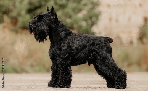 miniature schnauzer black stay dog show castle background