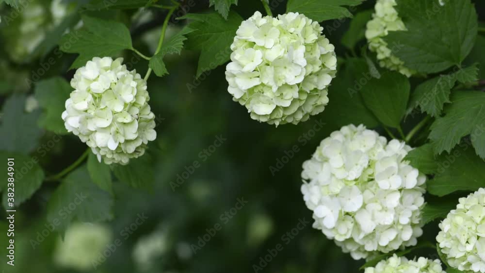 White spherical flowers of snowball tree White spherical flowers of snowball tree