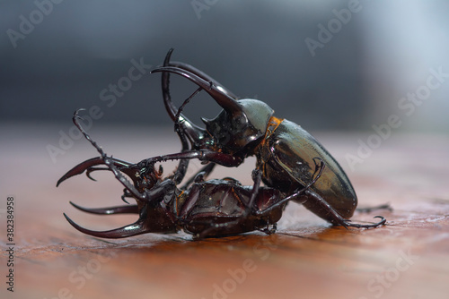 Two beetles are fighting each other (Chalcosoma atlas) photo