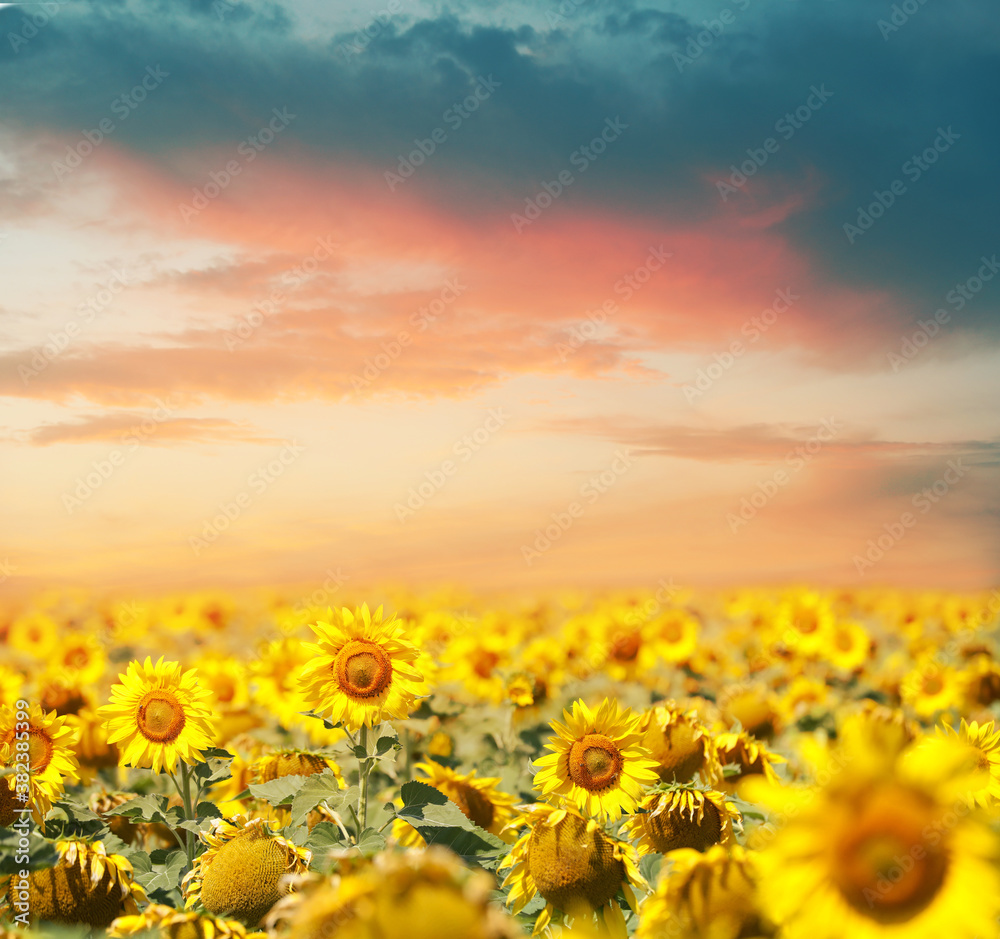 Obraz premium Beautiful sunflower field under picturesque sky with clouds at sunset