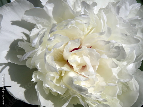Middle of white peony flower
