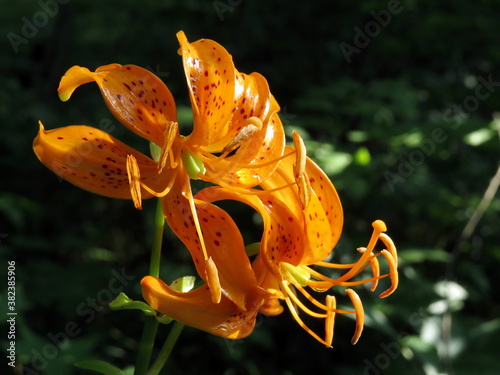 Orange wild Lily flowers