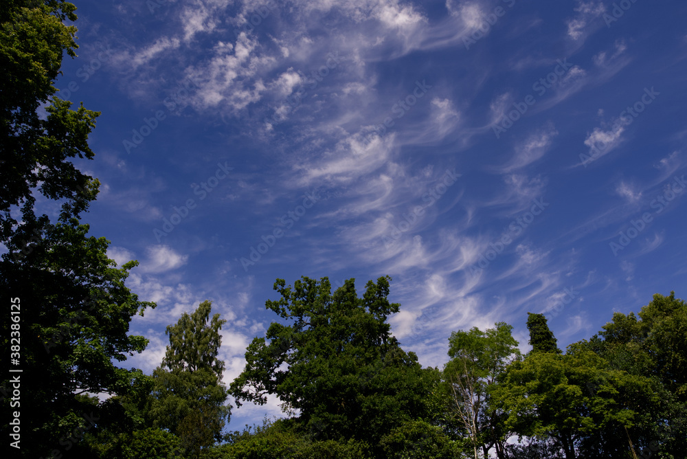 bright blue sky, white wispy clouds with trees