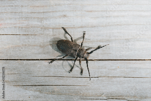 Lamia textor - Weaver beetle insect on a wooden board photo