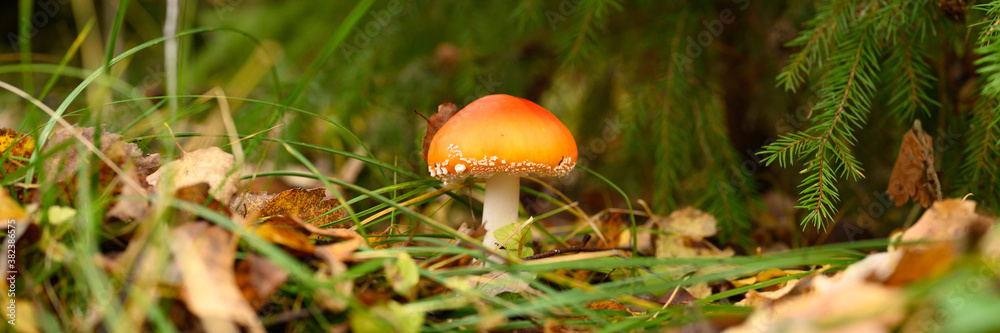 mushroom fly agaric in grass on autumn forest background. toxic and hallucinogen red poisonous amanita muscaria fungus macro close up in natural environment. banner mushroom fly agaric in grass on autumn forest background. toxic and hallucinogen red poisonous amanita muscaria fungus macro close up in natural environment. banner