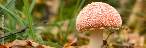 Фотография mushroom fly agaric in grass on autumn forest background