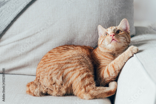 Cute little ginger kitten lays on the sofa in funny pose