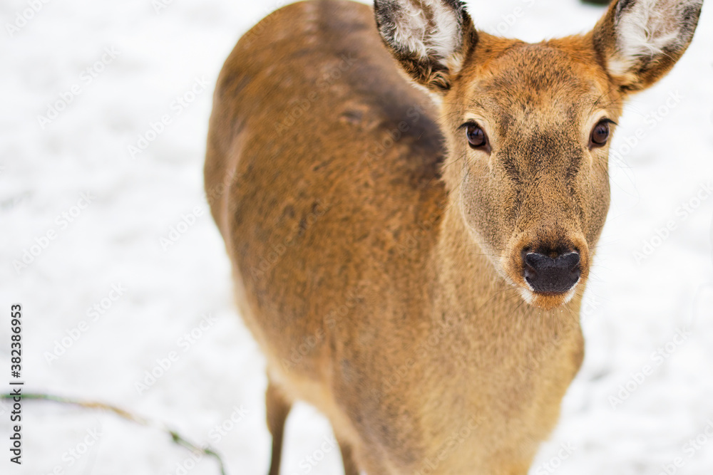 Spotted deer walk in the snow. Mammals, hoofed animals. Winter, sunny day, good weather. Close up shot. Spotted deer walk in the snow. Mammals, hoofed animals. Winter, sunny day, good weather. Close up shot.