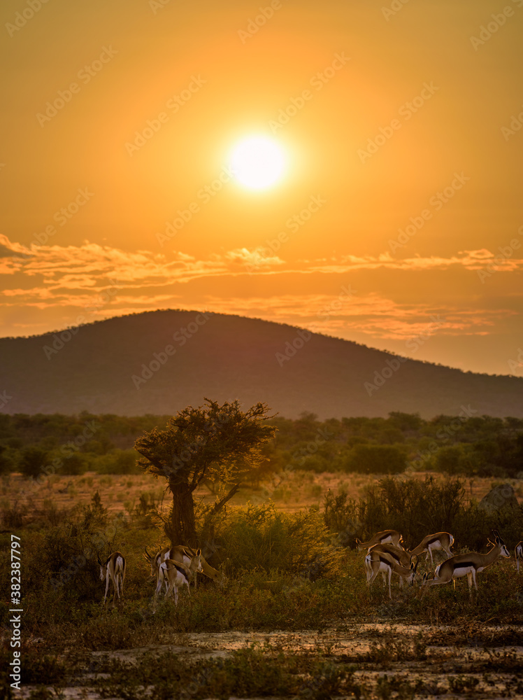 Herd of springbok antelopes photographed at sunset in Namibia