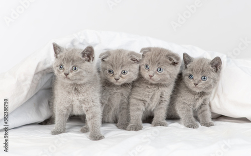 Group of a kittens sit together under warm blanket on a bed at home and looks at camera