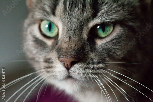 Macro cat with green eyes