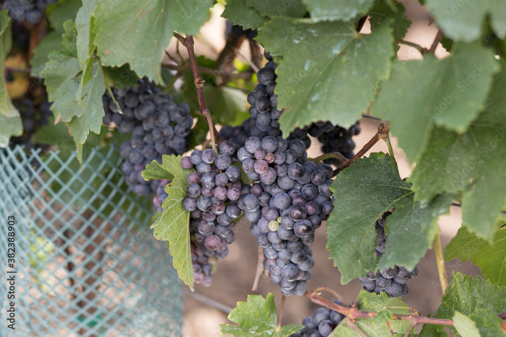 wine grapes on cordon at wine yard before harvest