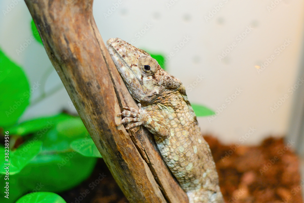A chameleon in a terrarium sits on a branch and looks at the camera. Close up shot. A chameleon in a terrarium sits on a branch and looks at the camera. Close up shot.