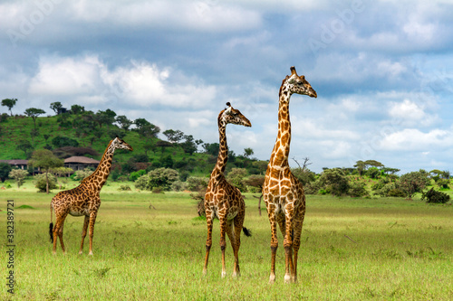 Giraffenfamilie vor einem Safaricamp nahe der Serengeti zur kleinen Regenzeit in Tansania photo