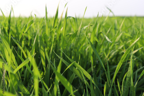 Green Grass Free Stock Photo