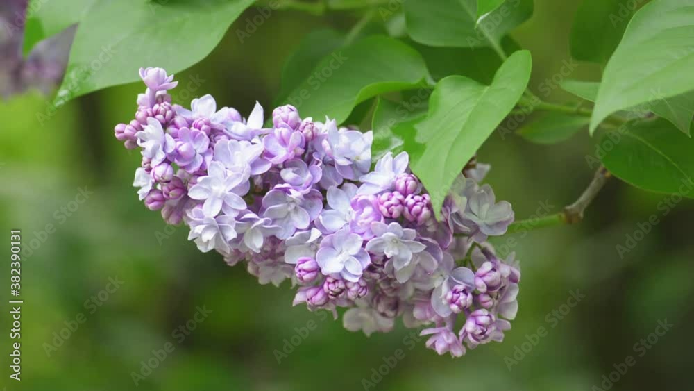 Beautiful lilac blooming natural background Beautiful lilac blooming natural background