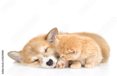 Pembroke welsh corgi puppy and tiny kitten sleep together. isolated on white background