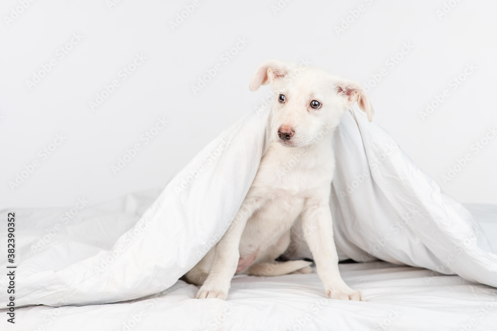 White dog sits under warm blanket on a bed at home. Empty space for text White dog sits under warm blanket on a bed at home. Empty space for text