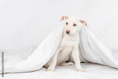 White dog sits under warm blanket on a bed at home. Empty space for text