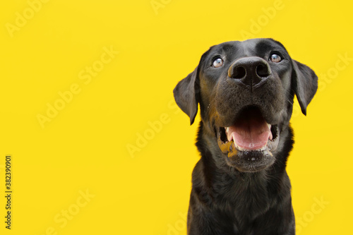 Portrait happy black labrador dog Isolated on yellow colored backgound. photo