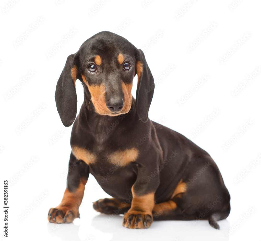Black dachshund puppy sits and looks at camera. isolated on white background
