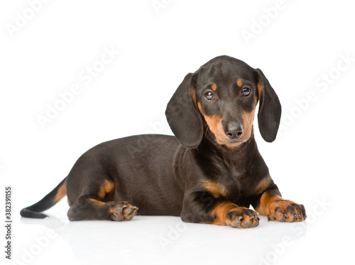 Black dachshund puppy lying in side view. isolated on white background