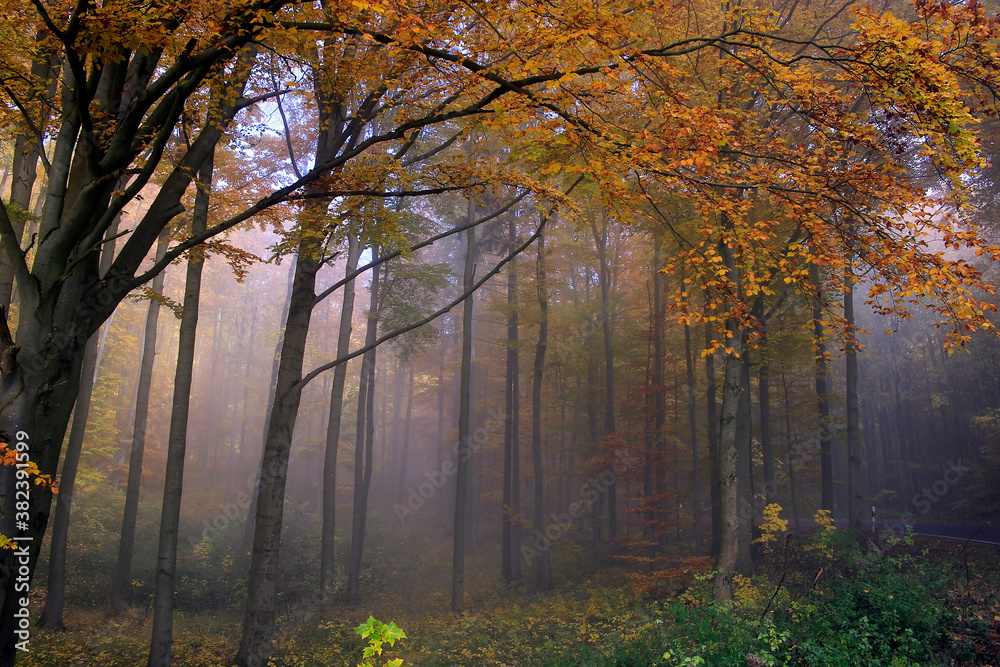 Obraz premium Buntes Herbstlaub und Nebel verzaubern die Natur im Herbst. Autumn, Colorful Foliage, Fog, Thueringen, Rhoen, Deutschland, Europa