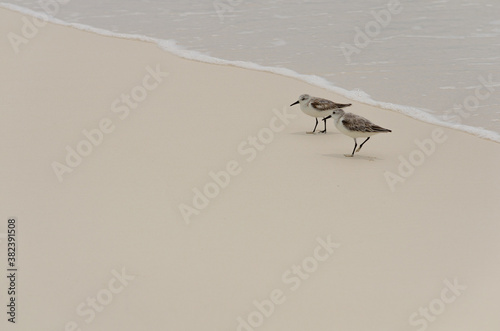 Sandpipers at bitch shore photo