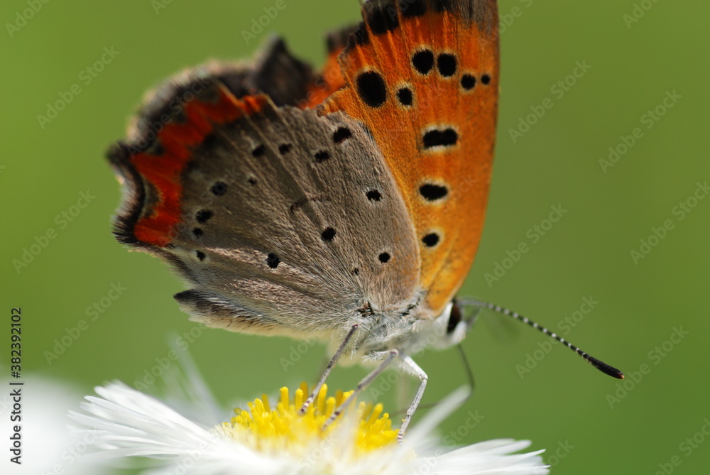 Obraz premium 蝶の模様の接写