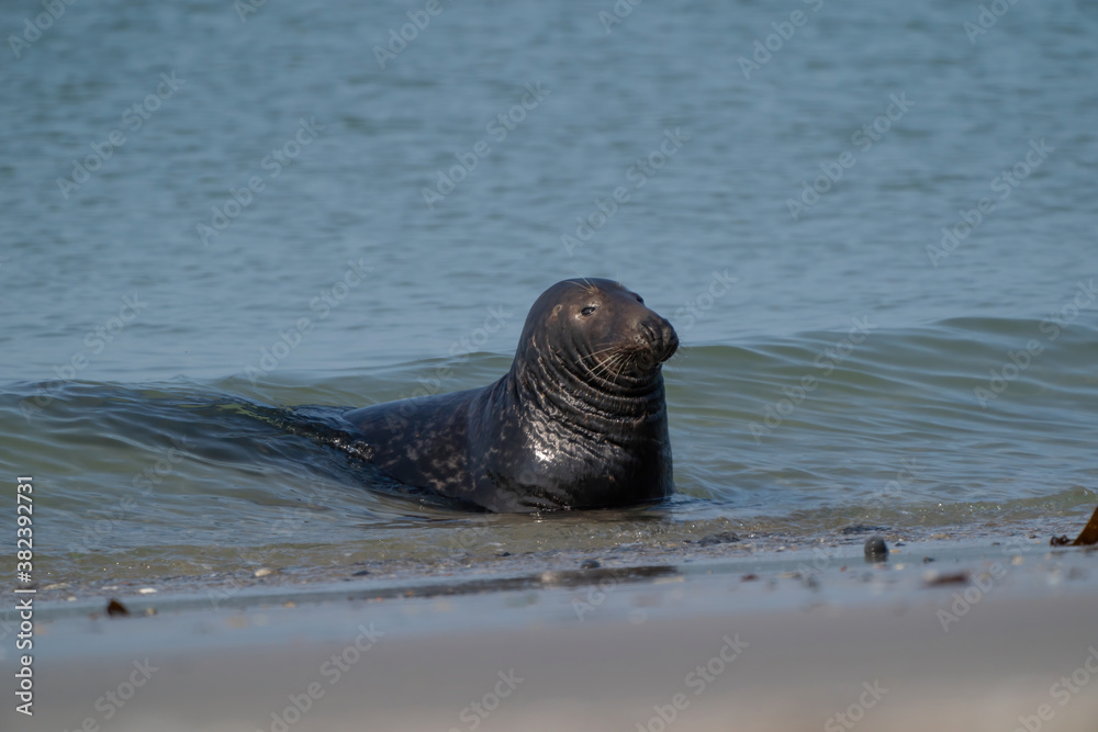 Fototapeta premium One Grey Seal, Halichoerus grypus. Swimming in the sea with head above water. Beach in foreground