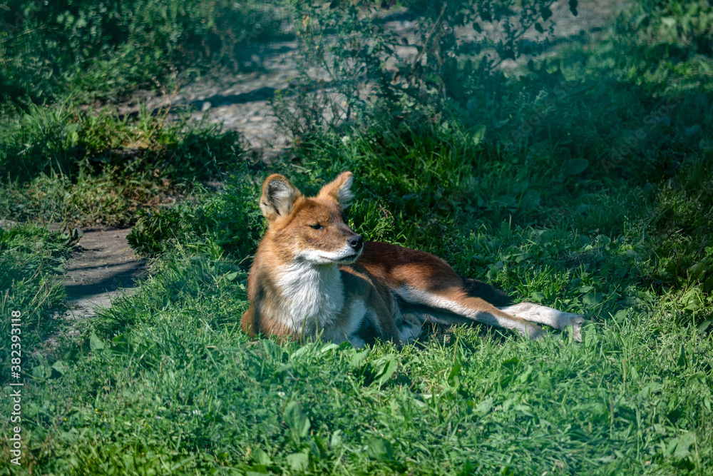 Red Fox resting on the grass: protecting wildlife Red Fox resting on the grass: protecting wildlife