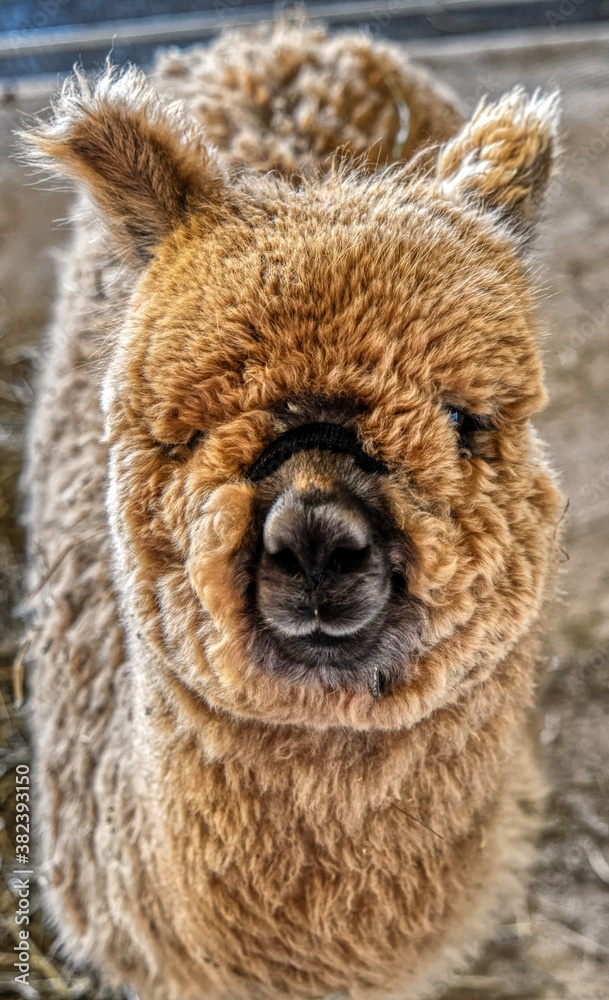 Portrait of Alpaca