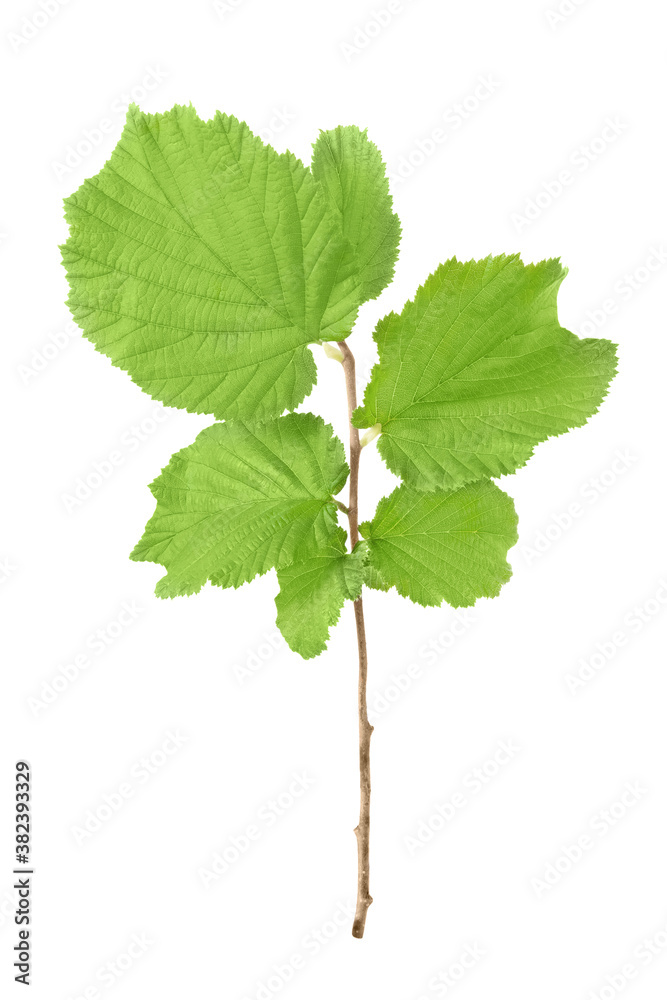 Green leaves on a branch common hazel isolated on a white background Green leaves on a branch common hazel isolated on a white background