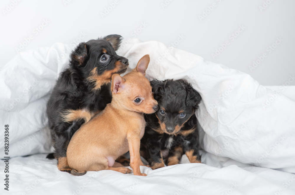Group of a toy terrier puppies sit under a warm blanket on a bed at home Group of a toy terrier puppies sit under a warm blanket on a bed at home